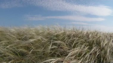 Bahar çimen Rüzgar.