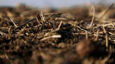 Ants. Focus is concentrated in the center. Workers ants running around nest.