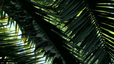 güzel hurma dalları. güzel ve yeşil palmiye dalları.