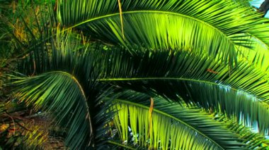 güzel hurma dalları. güzel ve yeşil palmiye dalları