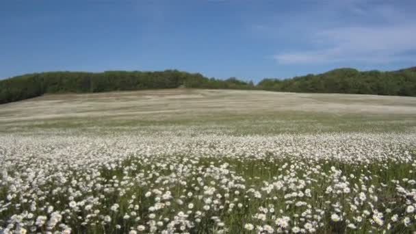 Feld blühender Gänseblümchen an sonnigen Tagen. — Stockvideo