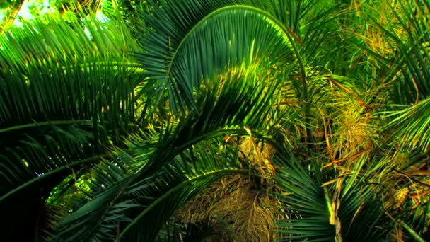 Krásné palmové ratolesti. krásná a zelené palmové ratolesti — Stock video