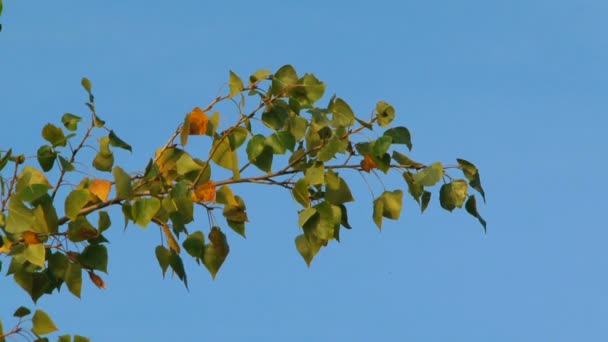 Poppel gren. poppel linje med redan gulnande blad på bakgrund av ren blå himmel. — Stockvideo