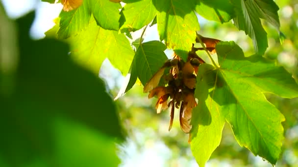 Στον ορίζοντα του σφενδάμνου. φύλλα πράσινο σφενδάμου σε ένα φόντο του το όμορφο μπλε ουρανό. — Αρχείο Βίντεο