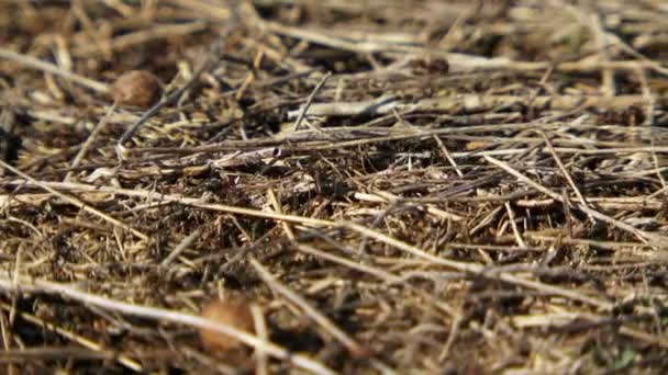 Vie de fourmi. Le fond est flou. Caméra en mouvement. Les fourmis ouvrières courent autour du nid. Puis monter sur l'objectif de la caméra . — Video