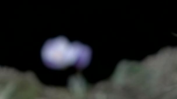 Bloei. gericht op een bloem. mooie enkelvoudige bloemen. — Stockvideo