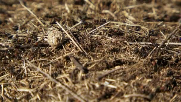 Vida de hormigas. El fondo está borroso. Cámara móvil. hormigas obreras corriendo alrededor del nido. Luego sube a la lente de la cámara . — Vídeos de Stock