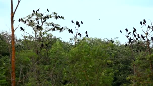 大規模な群れ。ミヤマガラスそしてカラスの木の枝の上に座っての巨大な群れ。移動カメラ. — ストック動画