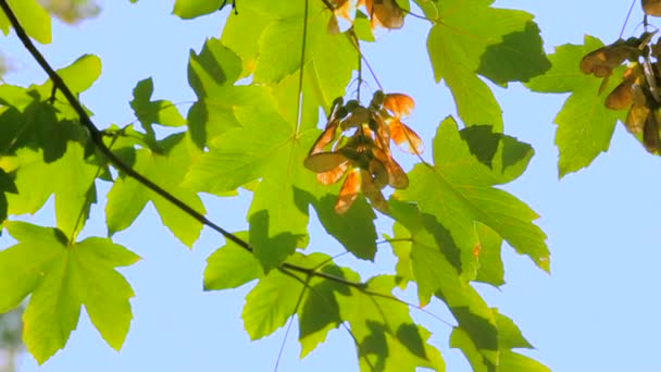 Maple skyline. Green maple leaves on a background of beautiful blue sky. — Stock Video