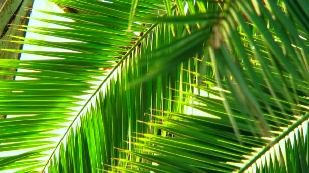 Prachtige palm takken. palm mooie en groene takken — Stockvideo