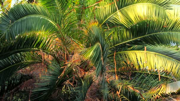 Hermosas ramas de palma. Hermosas y verdes ramas de palma — Vídeos de Stock