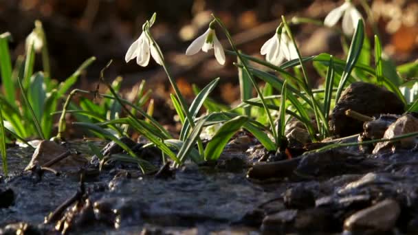 Η ομάδα του snowdrops. καθαρό ποτάμι με snowdrops στο παρασκήνιο. — Αρχείο Βίντεο