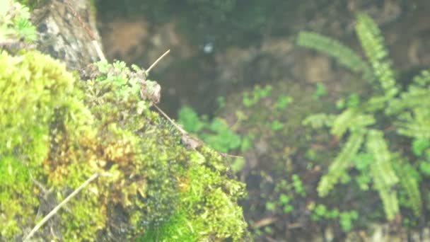 Des fougères en croissance. Un peu de brouillard. Fougères en croissance dans lesquelles l'eau coule . — Video