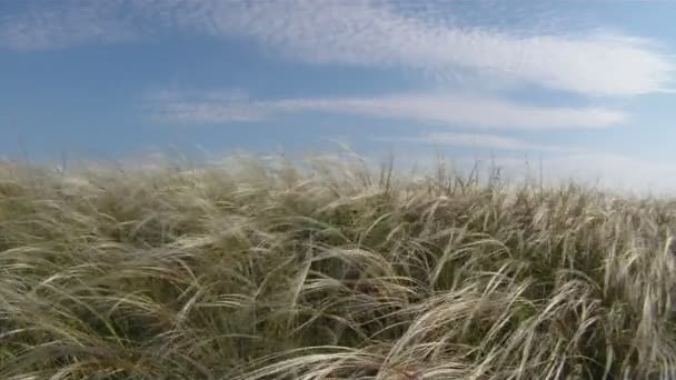 Spring grass in the wind. — Stock Video