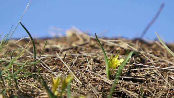 Vie de fourmi. Le fond est flou. Caméra en mouvement. Les fourmis ouvrières courent autour du nid. Puis monter sur l'objectif de la caméra . — Video