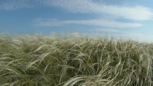 Hierba primaveral al viento . — Vídeos de Stock