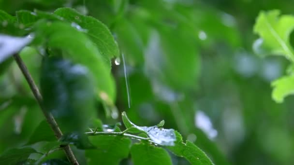녹색 식물입니다. 무거운 비 아래 아름 다운 녹색 식물입니다. 클로즈업입니다. 나무 프레임. — 비디오