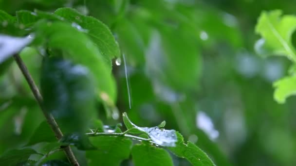 Plantas verdes. Hermosas plantas verdes bajo fuertes lluvias. Primer plano. Marco del árbol . — Vídeo de stock