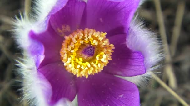 Purpurowy kwiat. piękny egzotyczny kwiat purpurowy. tło jest niewyraźne. szczelnie-do góry. — Wideo stockowe