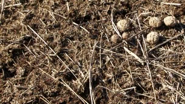 Ant life. The background is blurred. Moving camera. Workers ants running around nest. Then climb on the camera lens. — Stock Video