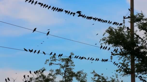 Um bando de pássaros negros. Um grande bando de corvos negros voando no céu sobre o parque e a linha de transmissão de eletricidade. Duas molduras . — Vídeo de Stock