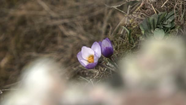 Twin bloem. verandering van de focus van de achtergrond naar de voorgrond. mooie enkelvoudige bloemen. — Stockvideo