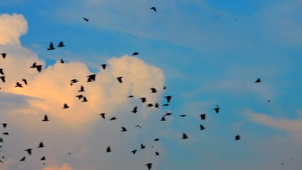 Flygande fåglar. en enorm flock råkor och kråkorna flyger i himlen mot en bakgrund av vackra moln. — Stockvideo