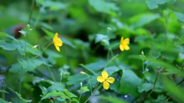 花クサノオウ。大雨の下で美しい緑の植物。いくつかの花の治療クサノオウ。クローズ アップ。木フレーム. — ストック動画