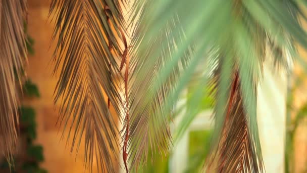 Красивые пальмовые ветви. Красивые зеленые пальмовые ветви — стоковое видео