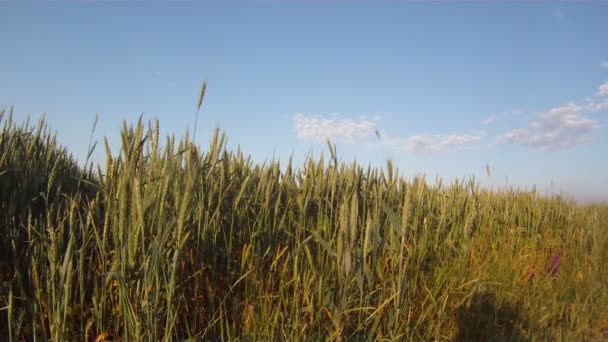 Herbe de plumes dans le vent contre le ciel bleu . — Video