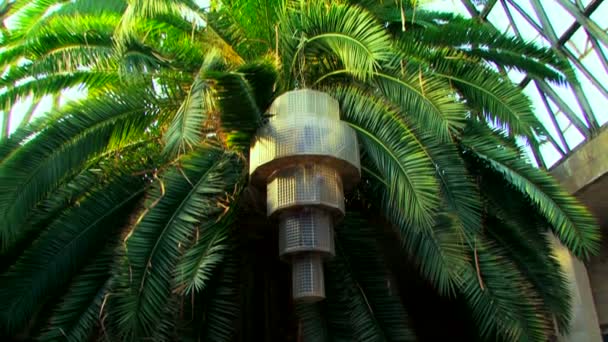 Krásné palmové ratolesti na slunci. — Stock video