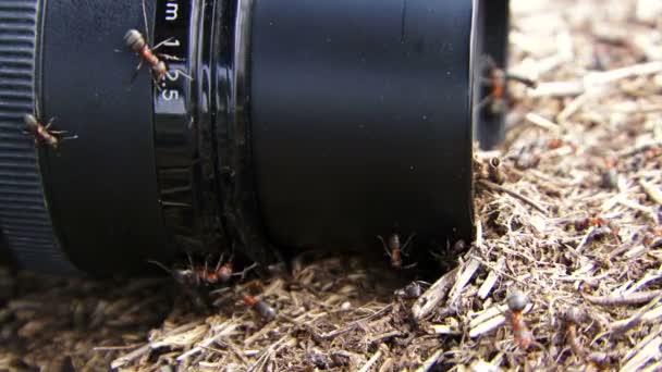 Insectos. La lente de la cámara está en el nido de hormigas arrastrándose sobre la lente. Al final de la lente se desplaza . — Vídeo de stock