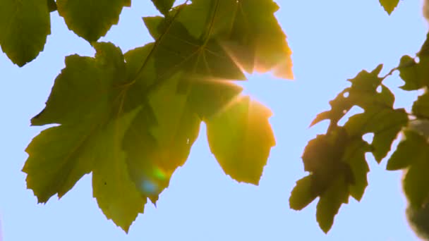 Linha do horizonte de bordo. Folhas de bordo verdes em um fundo de céu azul bonito . — Vídeo de Stock