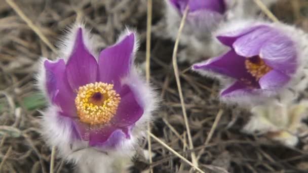 Violet flora. Three beautiful purple flower. The background is blurred. Close-up. — Stock Video