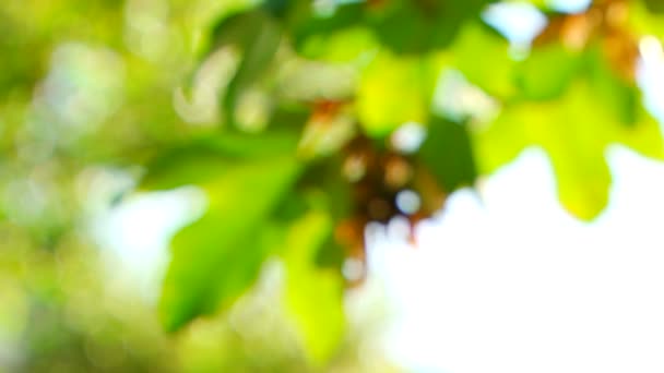 L'horizon de l'érable. Feuilles d'érable vertes sur fond de beau ciel bleu . — Video