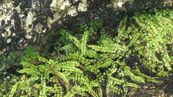 Felci. Felci in crescita in cui gocciola acqua . — Video Stock