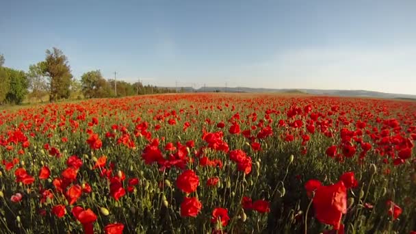 Gebied van bloeiende papavers. — Stockvideo