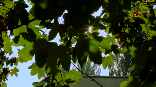 Green maple leaves. Maple leaves against the blue sky. — Stock Video