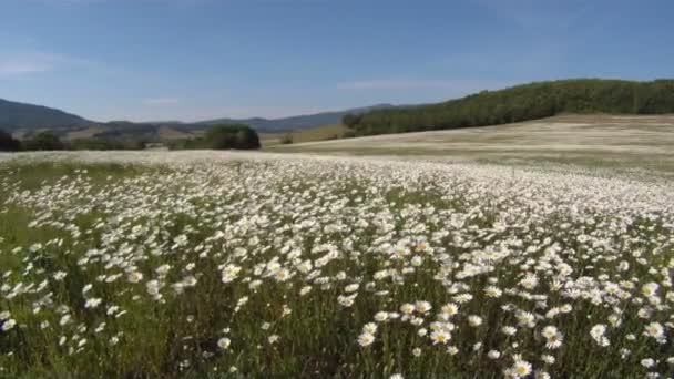 Feld blühender Gänseblümchen an sonnigen Tagen. — Stockvideo