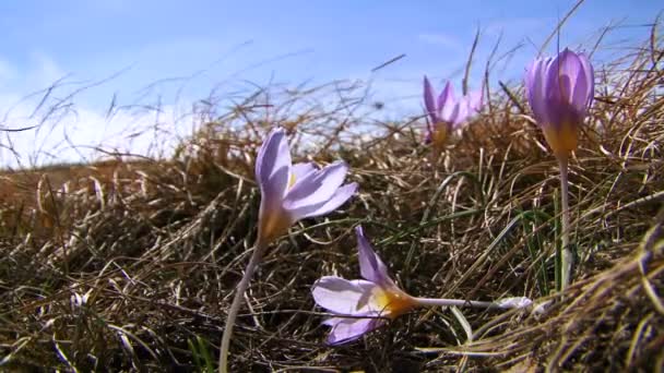 美しいクロッカス。美しい花の紫の色の美しい空の背景に小麦畑に成長します。. — ストック動画