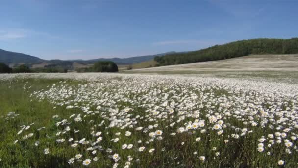 Virágzó százszorszépek mezeje a napsütéses napon. — Stock videók