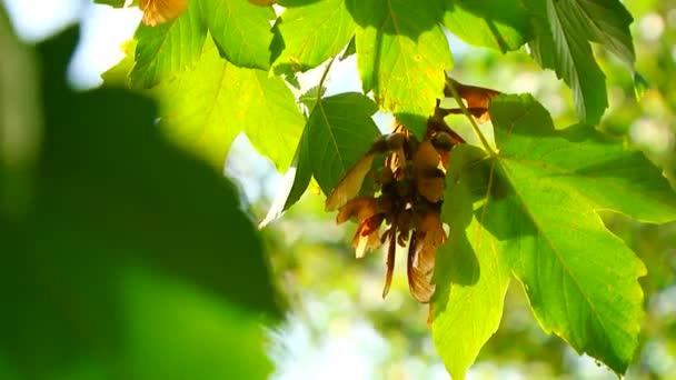 Maple zaden op een tak. mooie herfst gebladerte heeft betrekking op de zon. — Stockvideo