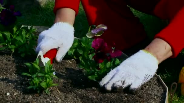 一个女人在她的花园里种植的近景 — 图库视频影像