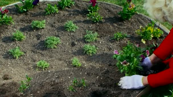 Close shot of a woman planting in her garden — Stock Video