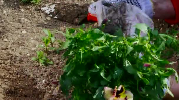 Primer plano de una mujer plantando en su jardín — Vídeos de Stock