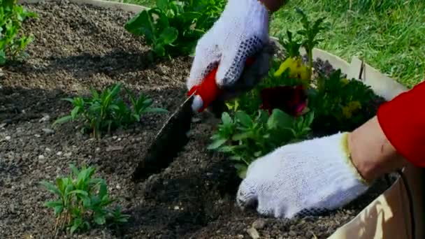 Close shot of a woman planting in her garden — Stock Video