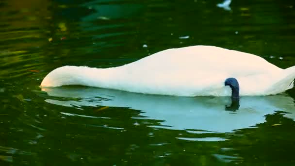 Cisne blanco bucea bajo el agua. Un hermoso cisne blanco se sumerge bajo el agua . — Vídeos de Stock