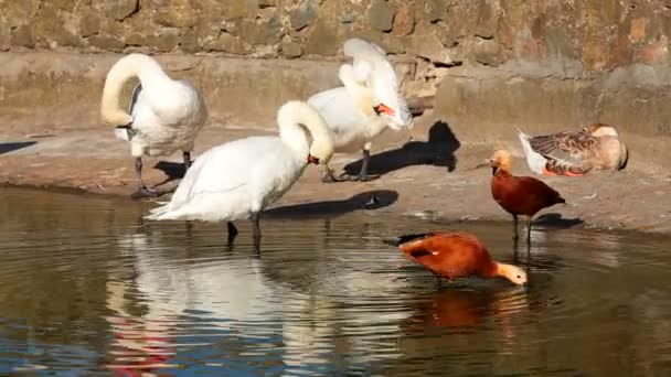 Las aves acuden. Una bandada de aves se compone de varias especies . — Vídeos de Stock