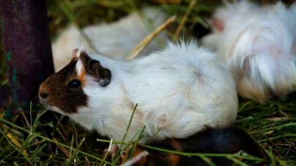 Fluffy el conejillo de indias. Lindo y peludo conejillo de indias. Primer plano . — Vídeo de stock