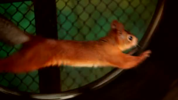 松鼠在囚禁。松鼠孜孜运行在一个轮子上。在圈养动物. — 图库视频影像